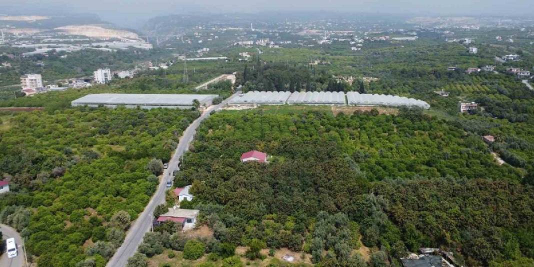 İç pazarda 100 TL, dış pazarda 4 dolar: Mersin'de "Sarı altın" için hasat saati geldi 2